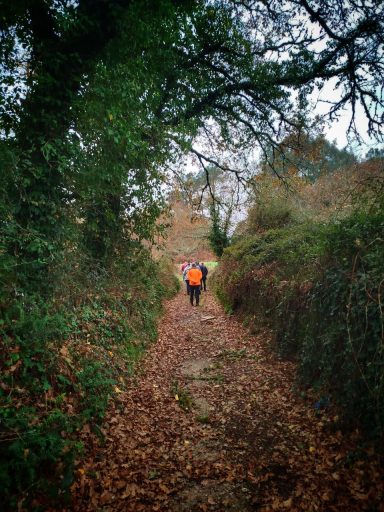 Camino estrecho rodeado de árboles y hojas caídas, con una persona al fondo.